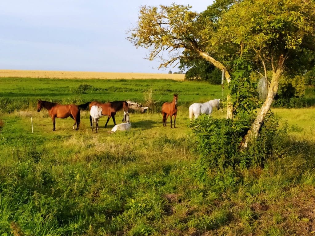 Horse farm camping Rügen